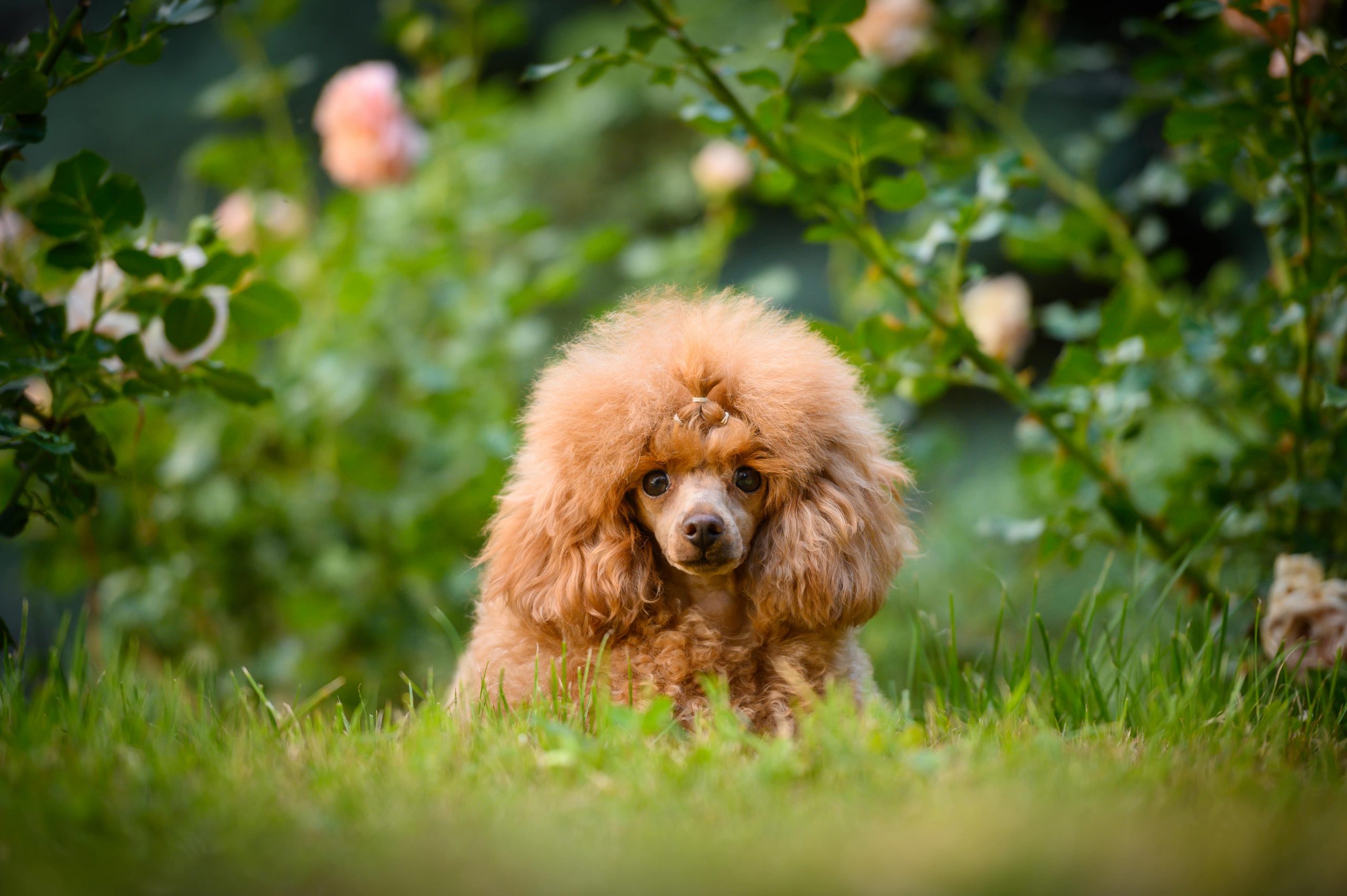 Upoznajte Coccole salon u kojem će vaši psi uživati u šapokuri, spa tretmanima, aromaterapiji i organskoj kozmetici!
