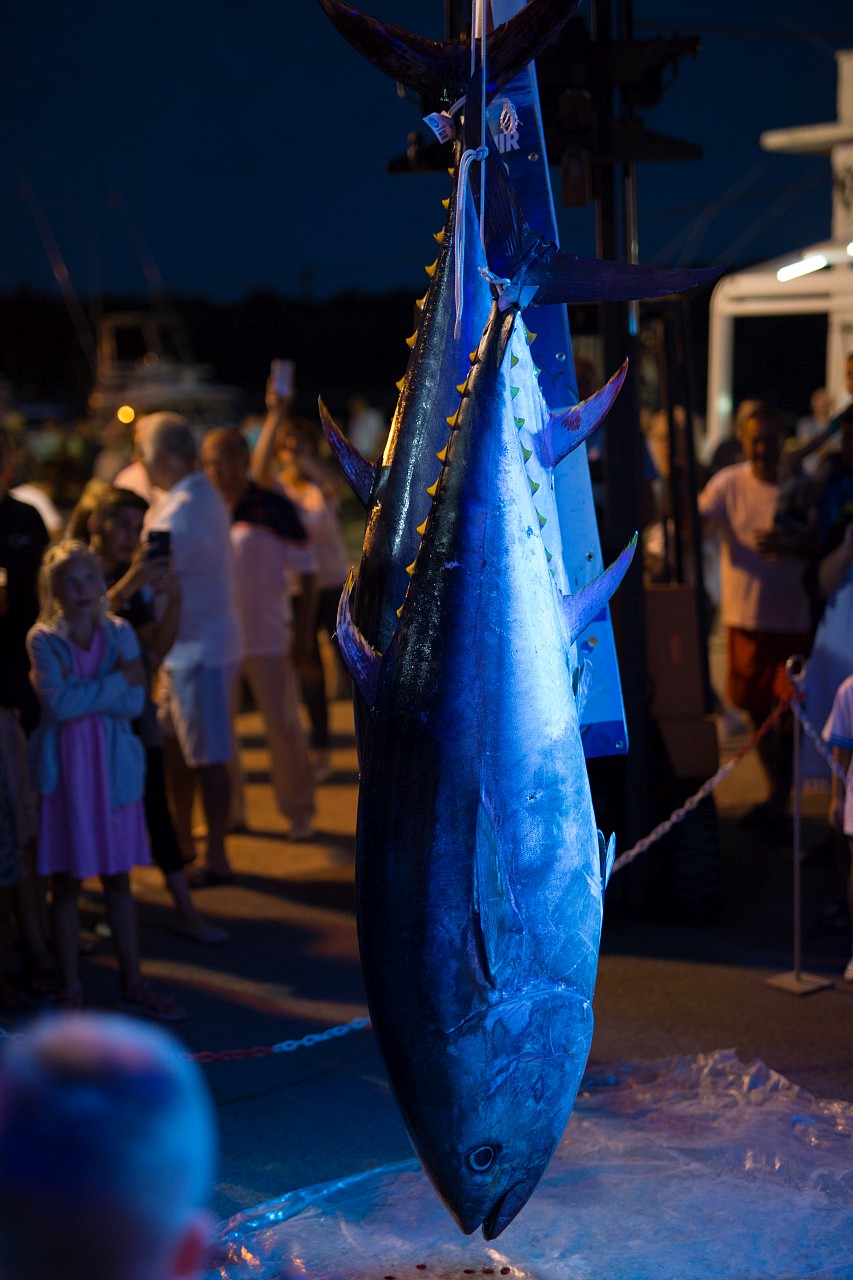 Sve je spremno za BIG OM 2023. – Međunarodno natjecanje u lovu na tunu!