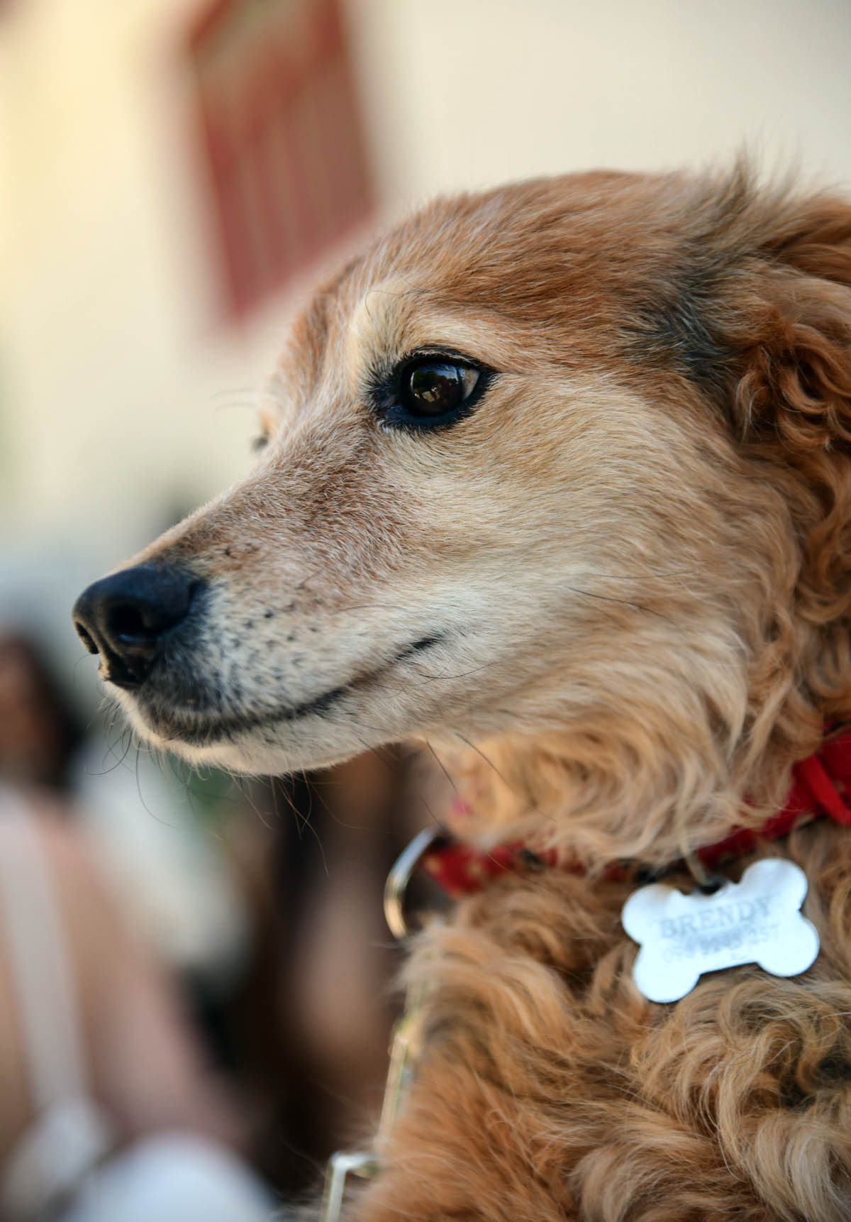 Extravagant event: U Pet centru Škurinje održana je zanimljiva radionica za pse i njihove vlasnike