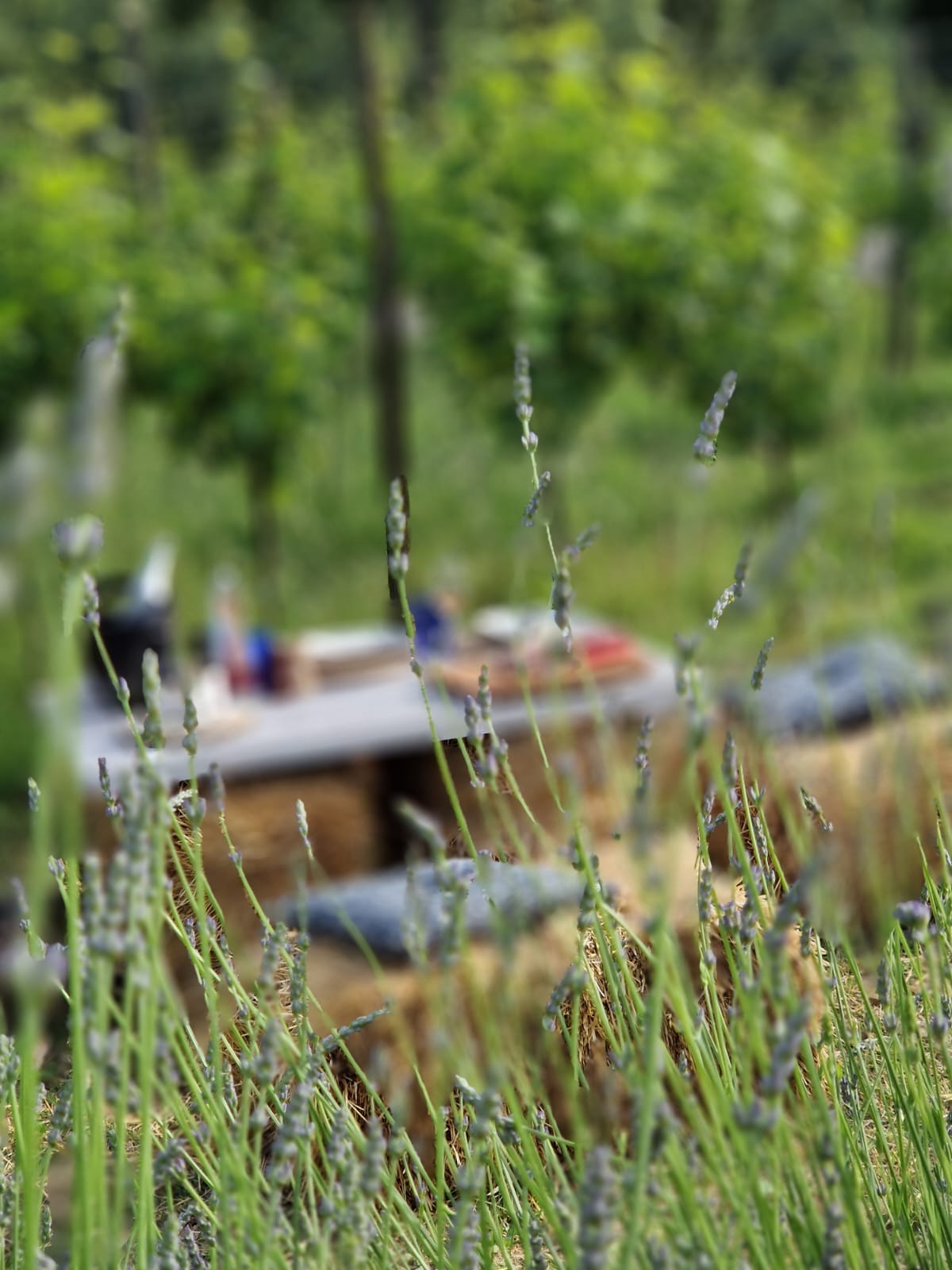 Like dana - Nemojte propustiti piknike u vinogradu na imanju Tenuta Tre Terre