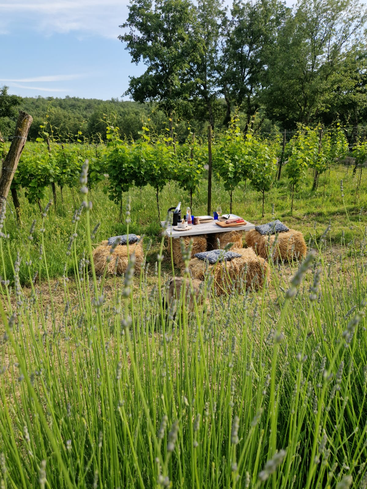 Piknik u vinogradu na imanju Tenuta Tre Terre uz vrhunska Korlat vina