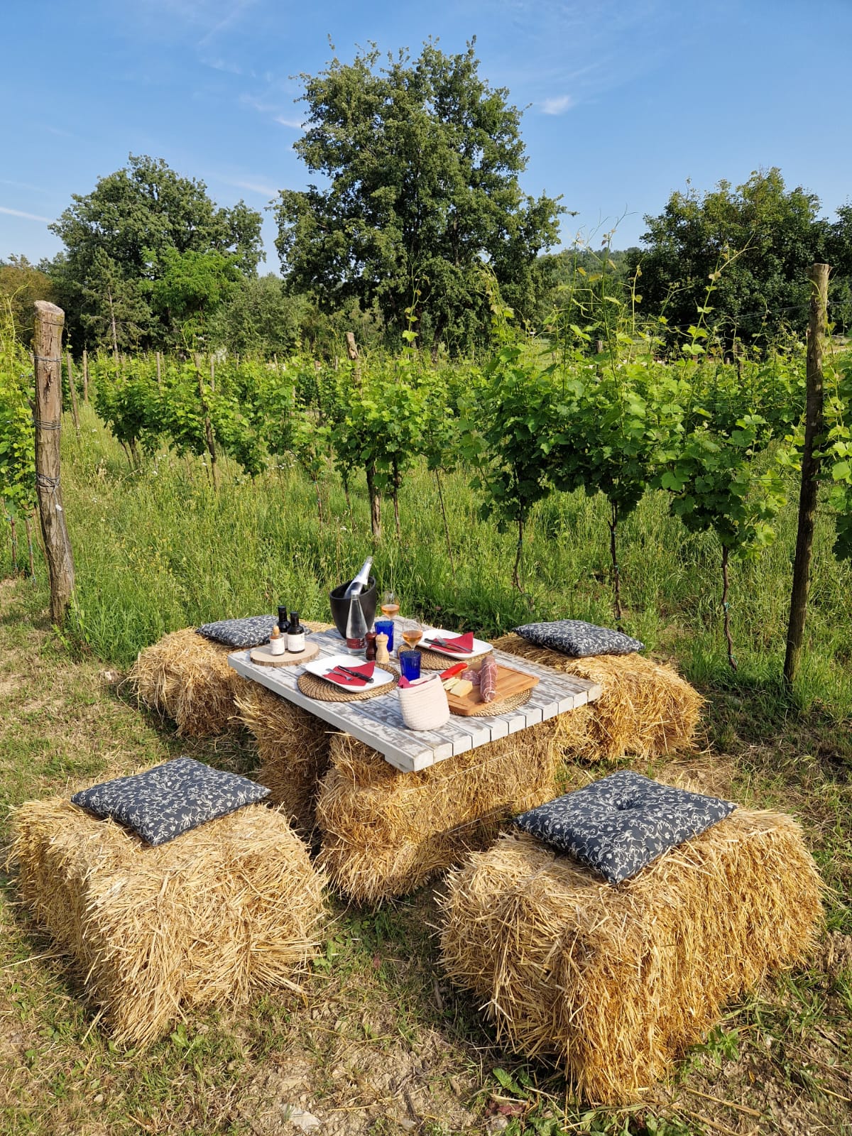 Piknik u vinogradu na imanju Tenuta Tre Terre uz vrhunska Korlat vina