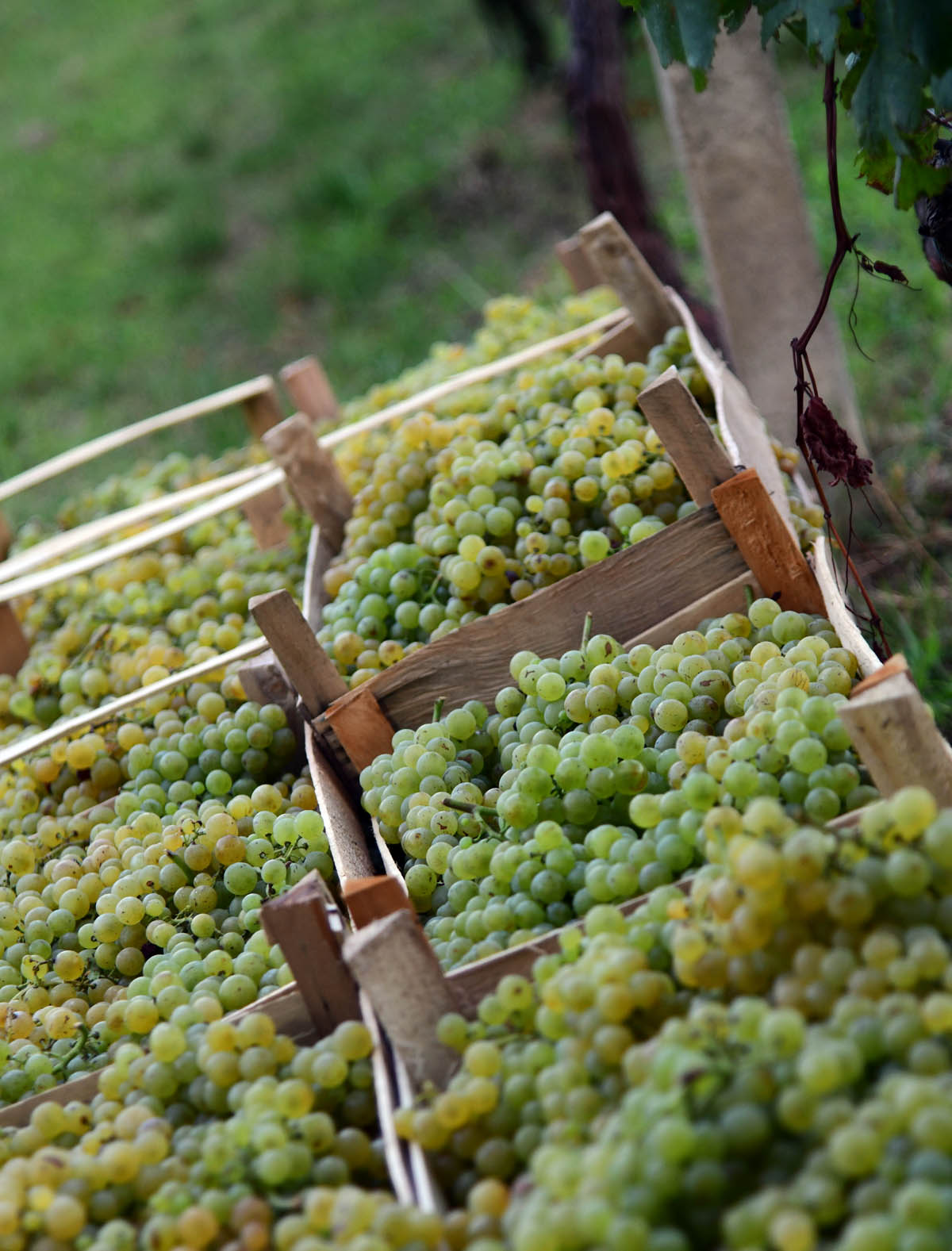 Ružica Vinodola slavi dvadesetogodišnji jubilej!