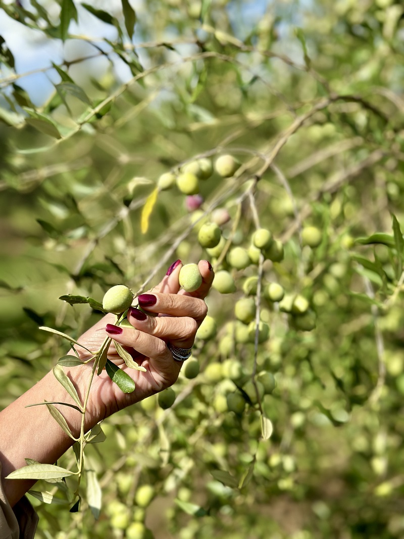 Olive Touch - edukacija, gastronomija i wellness